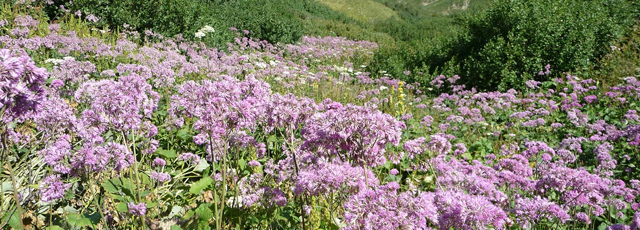 A field of purple flowers