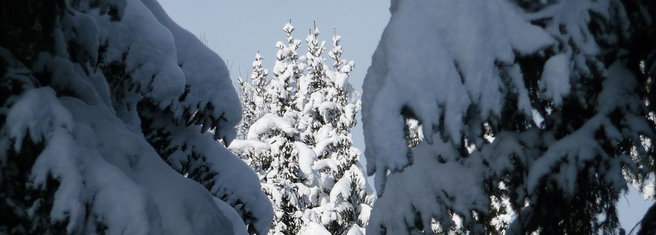 Lights and shadows in a snowy forrest