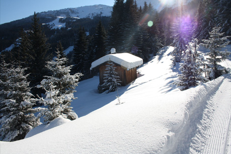 The forest above La Tania