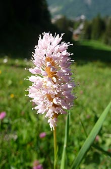 Pink flower in the mountain