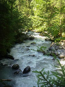Torrent in forrest