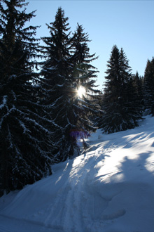 Tracks in the snow and trees